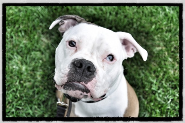 Chicago Dog Training