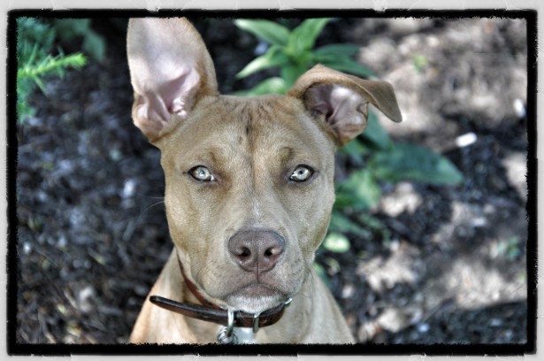 Dog Training in Aberdeen