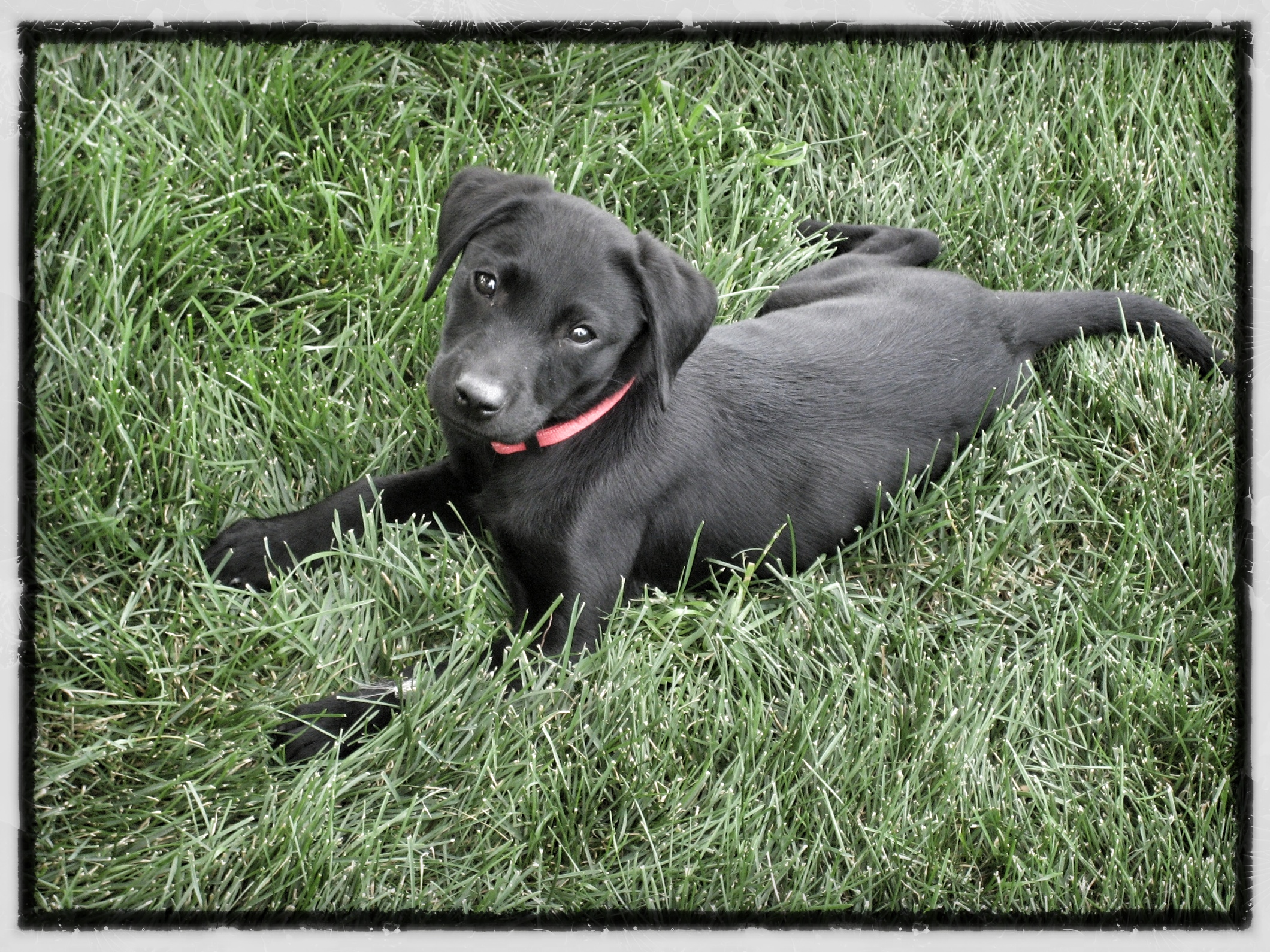 training puppy potty bells dog dogs