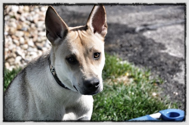 Dog Training Hanover Park