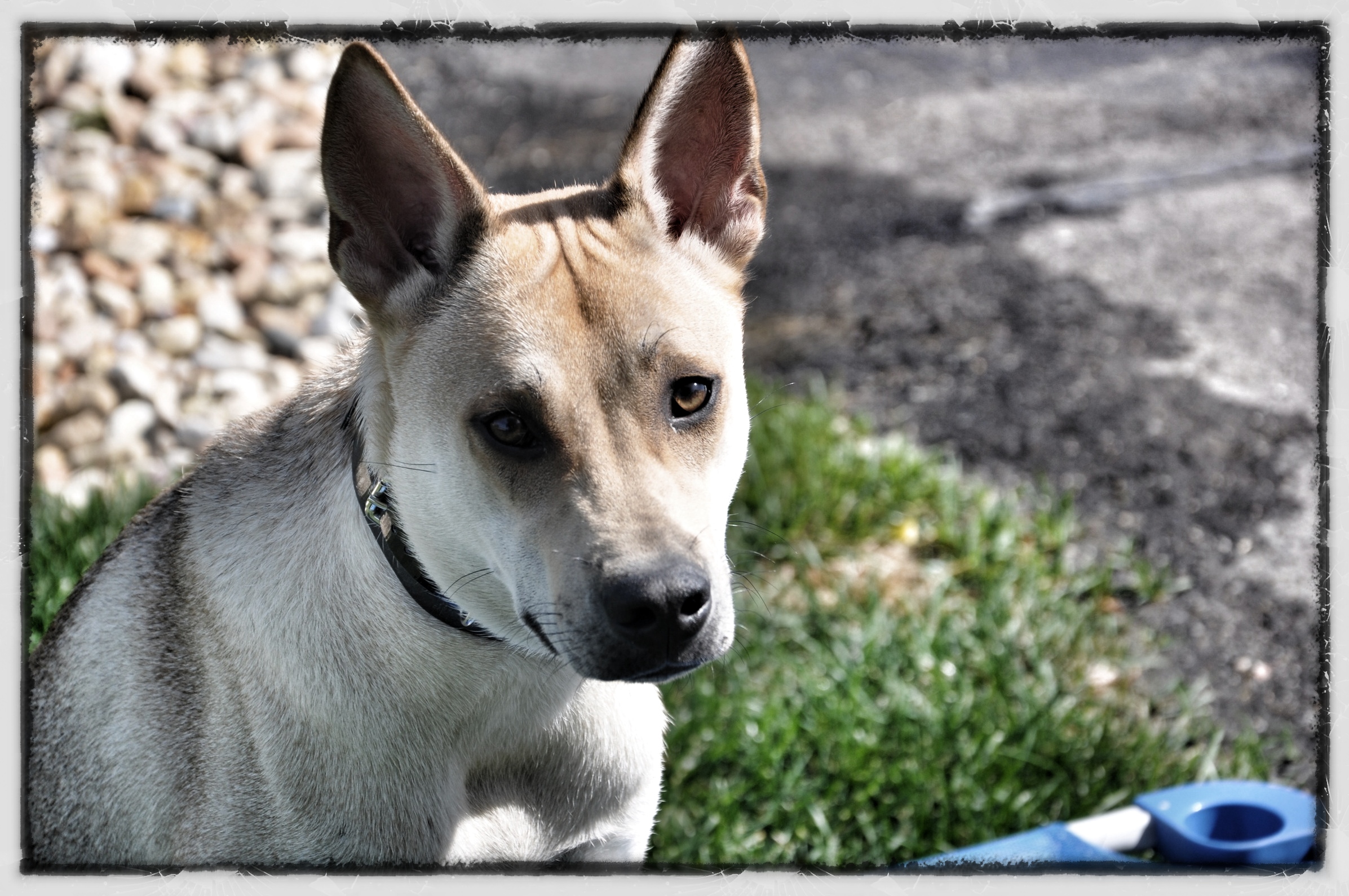 Dog Training Midway Dog Academy Dog Training North Carolina